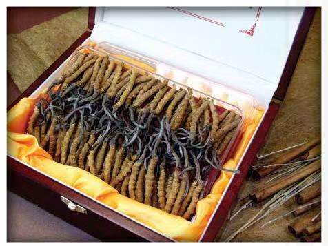 江口冬虫夏草回收